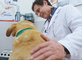 Cada veterinario tiene su historia para contar